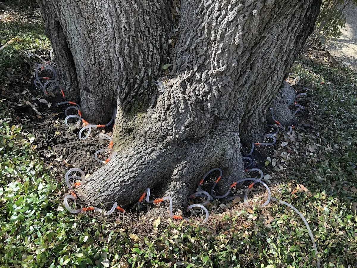 Detailed Tree Cabling and Bracing job site in Lenhartsville