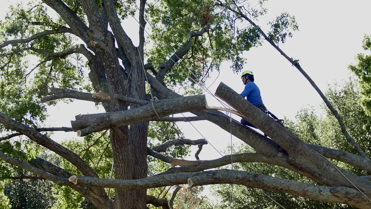 Professional Crown Thinning performed by certified arborists in Lenhartsville