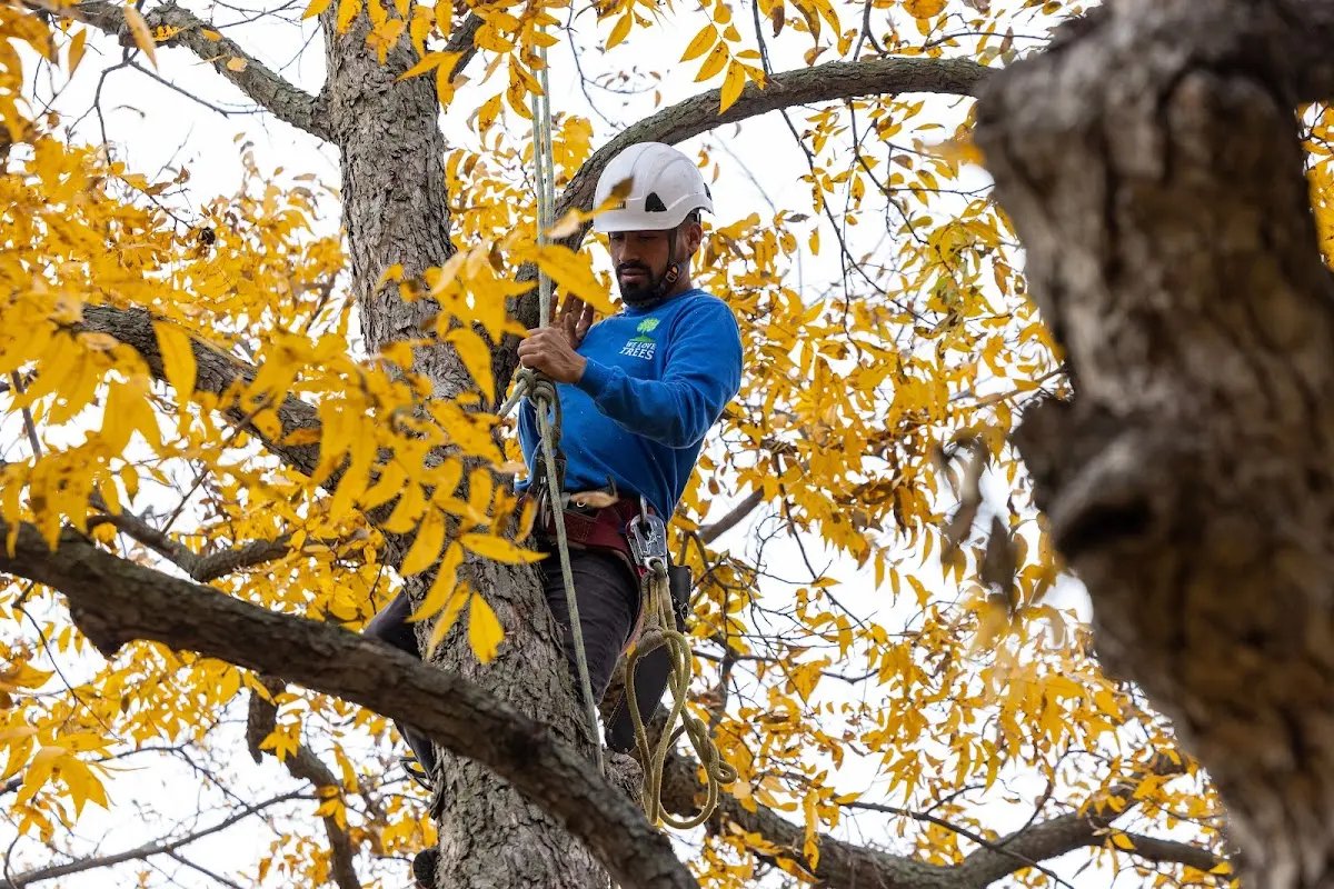 Skilled Tree Trimming crew working in Lenhartsville